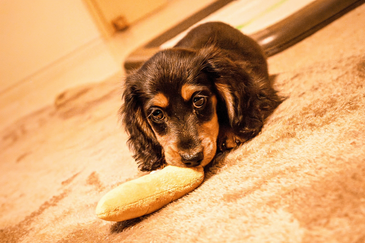 高橋翔太郎 shopippi　飼い犬アルの写真